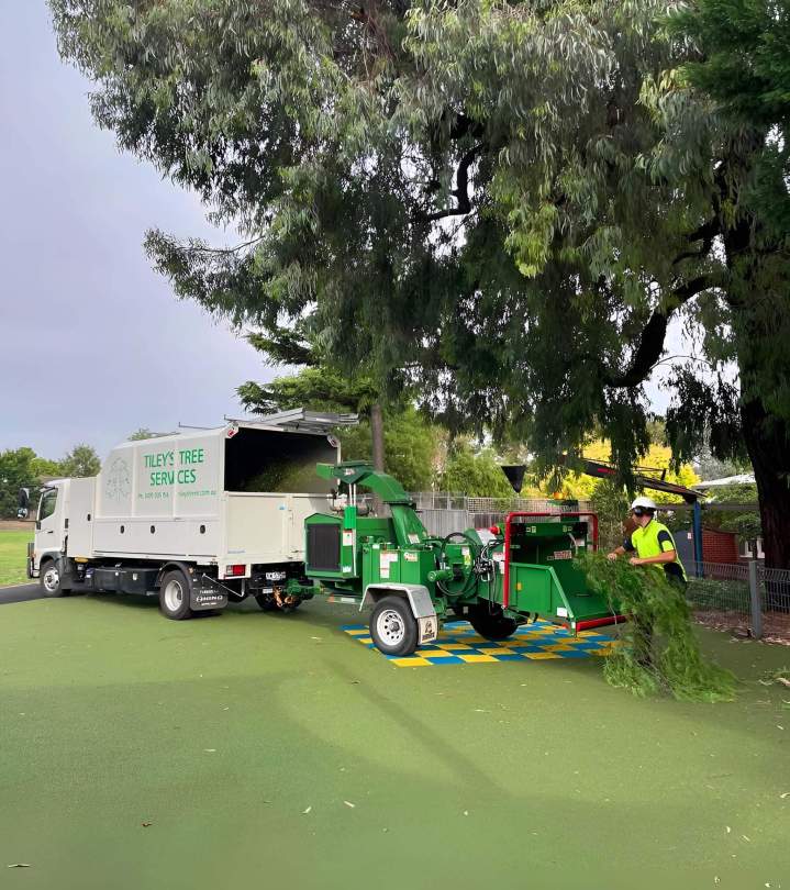 Tree Pruning Ashburton and in Melbourne’s Eastern and South Eastern Suburbs